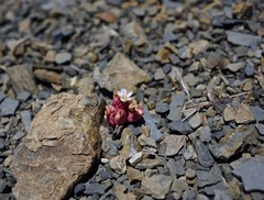 Claytonia saxosa