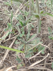 Crucihimalaya bursifolia
