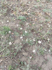 Crucihimalaya bursifolia