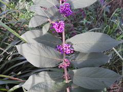 Callicarpa rubella
