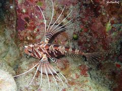 Pterois sphex