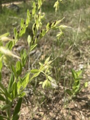 Lithospermum decipiens