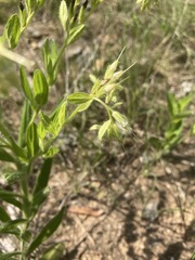 Lithospermum decipiens