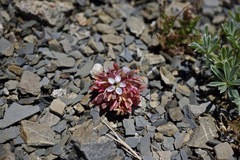Claytonia saxosa