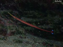 Dunckerocampus baldwini