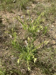 Lithospermum decipiens