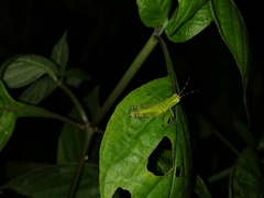 Xenocatantops humilis