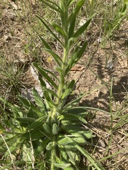 Lithospermum decipiens
