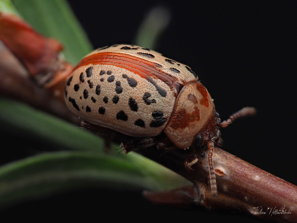 Calligrapha verrucosa
