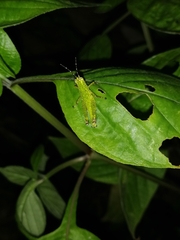 Xenocatantops humilis