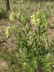 Lithospermum decipiens