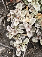 Hesperevax sparsiflora