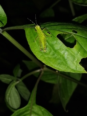 Xenocatantops humilis