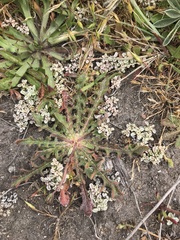Hesperevax sparsiflora