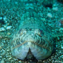 Synodus dermatogenys