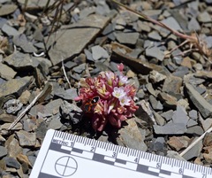 Claytonia saxosa
