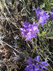 Edraianthus