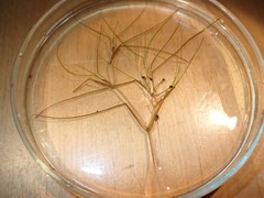 Ruppiaceae