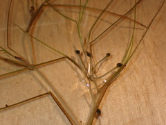 Ruppiaceae