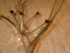 Ruppiaceae