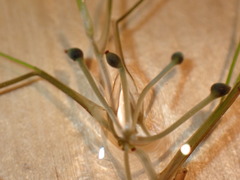 Ruppiaceae