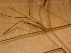 Ruppiaceae
