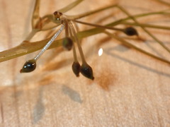 Ruppiaceae