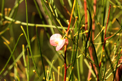 Dodonaea filifolia