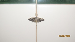 Spilomela