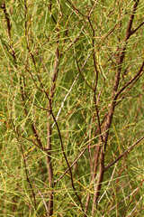 Dodonaea filifolia