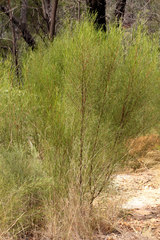 Dodonaea filifolia