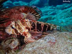 Pterois sphex
