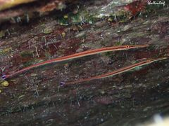 Dunckerocampus baldwini