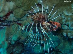Pterois sphex