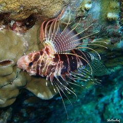 Pterois sphex