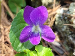 Viola novae-angliae