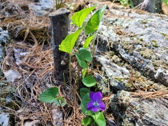 Viola novae-angliae