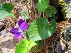Viola novae-angliae
