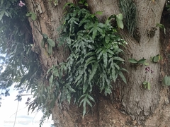 Microsorum scolopendria