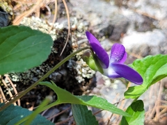 Viola novae-angliae