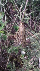 Palpares libelluloides