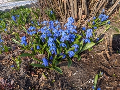 Scilla siberica