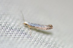 Argyresthia subreticulata