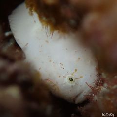Antennatus tuberosus