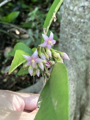 Shoe Button Ardisia (Ardisia elliptica)