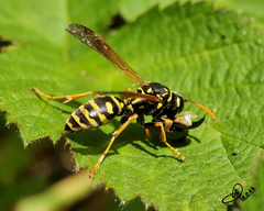 Polistes dominula