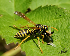 Polistes dominula