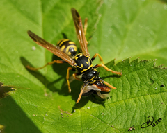 Polistes dominula