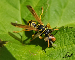 Polistes dominula
