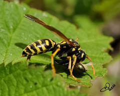 Polistes dominula